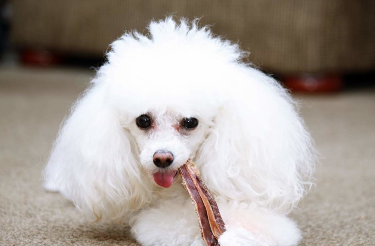 Contra BARF - 4 Argumente gegen das Barfen