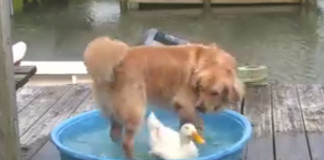 Hund und Ente: Beste Freunde seit er ein Welpe war.