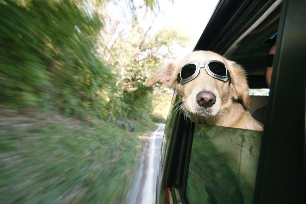 Autofahren und Seekrank?