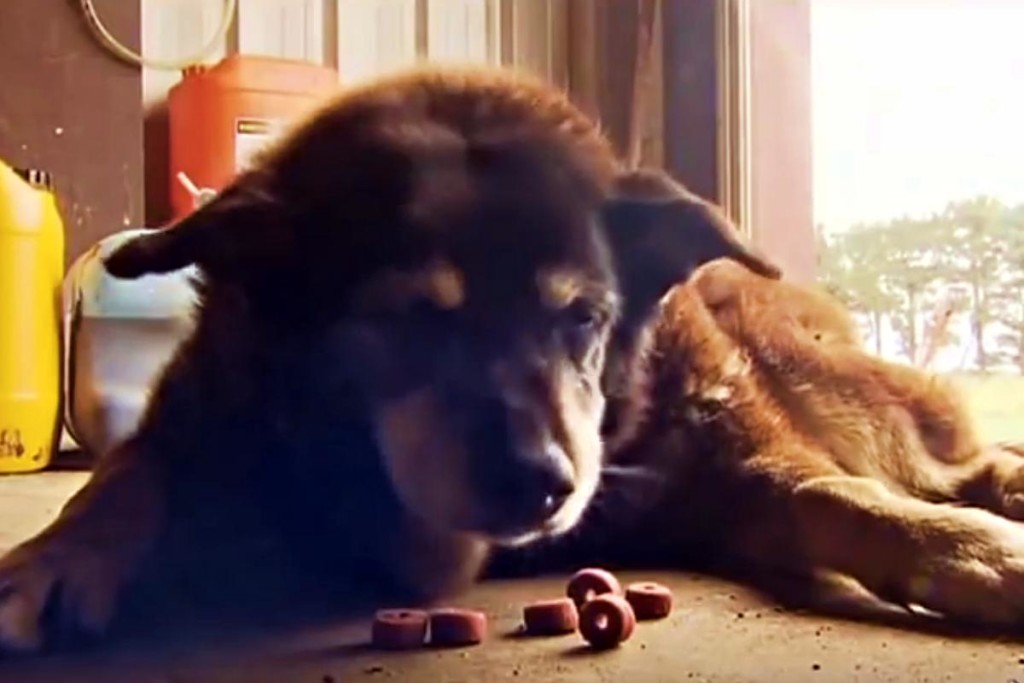 Die ältesten Hunde der Welt und ihr Rezept für ein hohes Alter urban.dog
