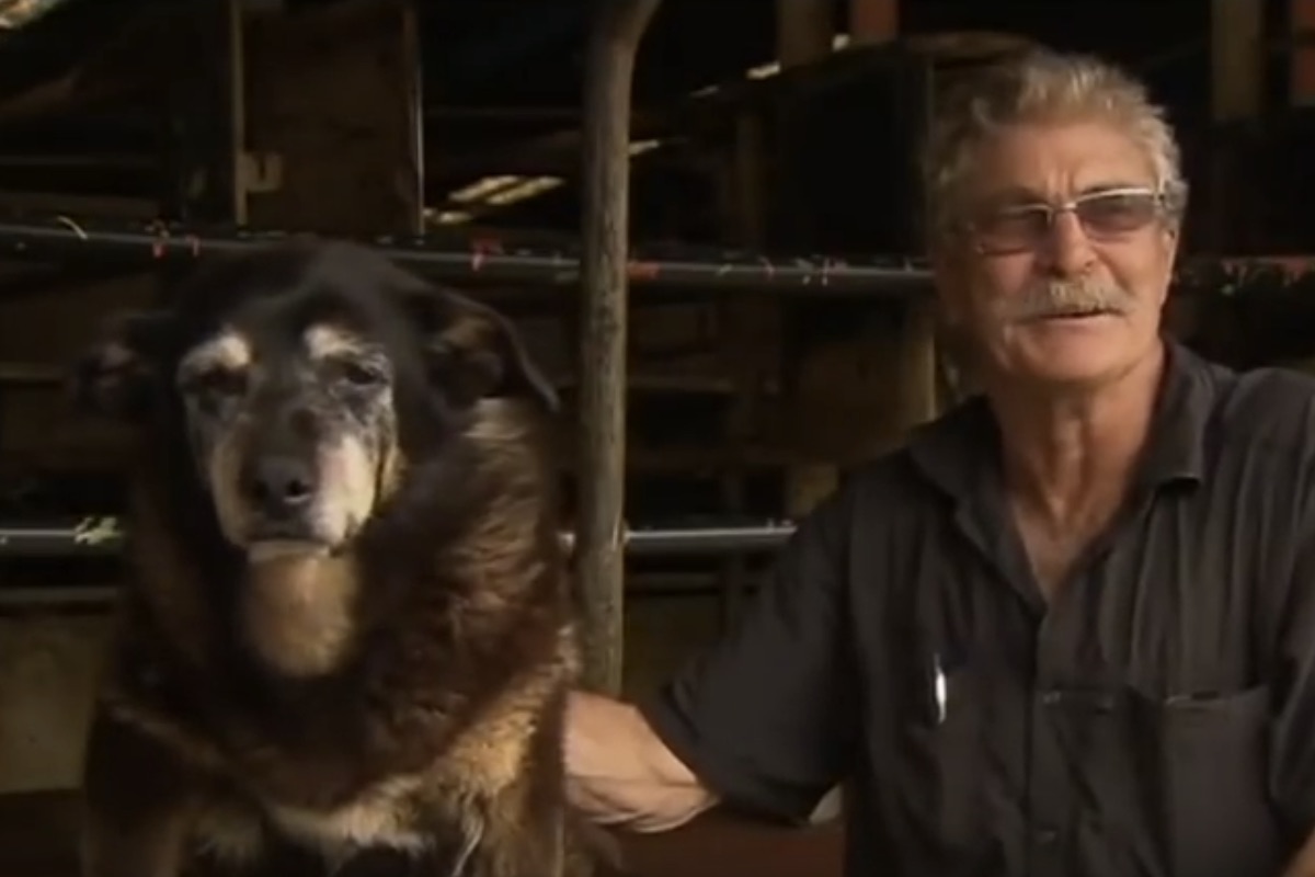 Die ältesten Hunde der Welt und ihr Rezept für ein hohes Alter urban.dog