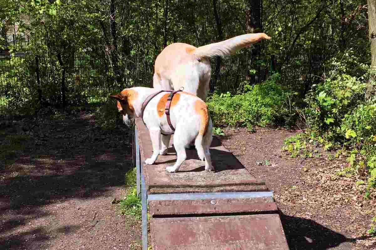 Der Hundespielplatz in deiner Nähe urban.dog