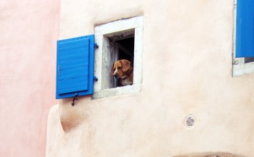 Pixabay-Kroatien-Einreisebestimmungen-Auslandsreisen-urban-dog-261145