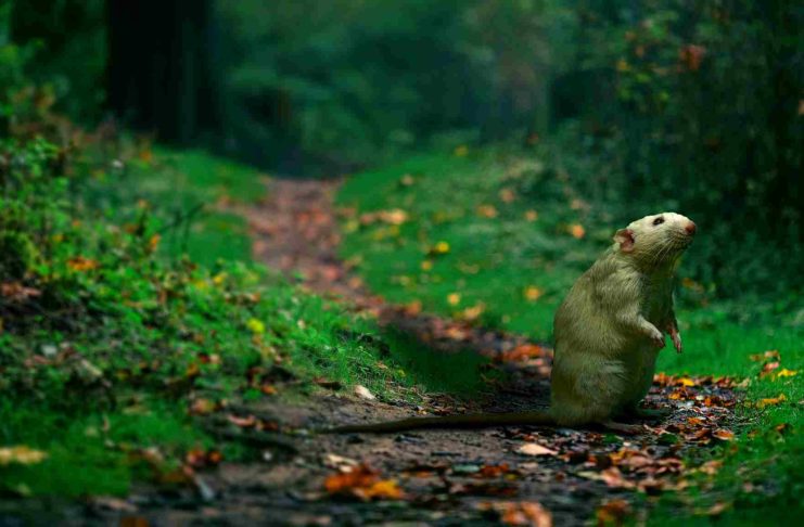 Hunde gegen Leptospirose impfen lassen