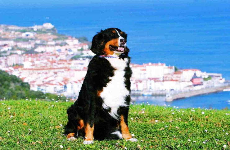 Pixabay-Spanien-Einreisebestimmungen-urban-dog-212003