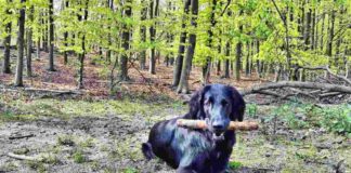 Flatcoat Retriever im Wald