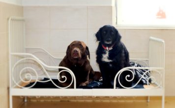 Hundehotel Kettershausen