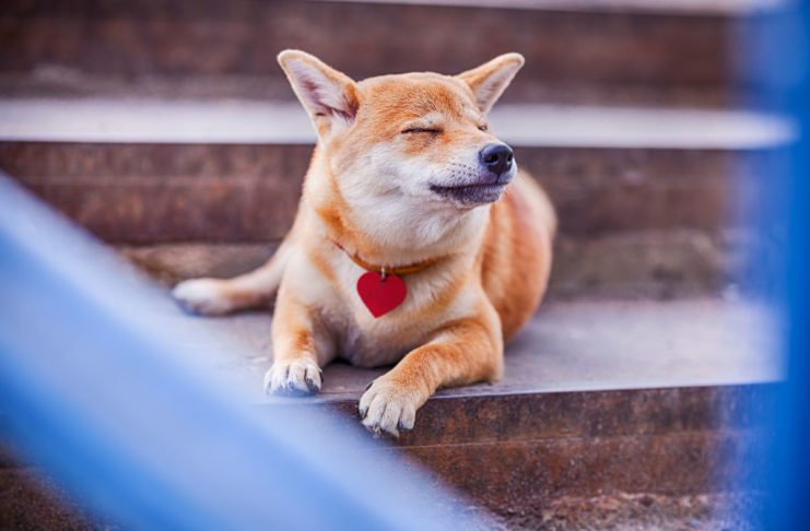 Können Hunde träumen, wie wir? Können Hunde träumen, wie wir?