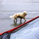 Vom Kuscheltier zum Straßenhund