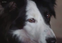 Der Hund - Unser bester Freund und Helfer