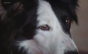 Der Hund - Unser bester Freund und Helfer