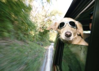 Autofahren und Seekrank?