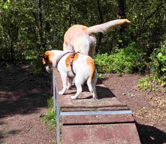 Hundespielplatz