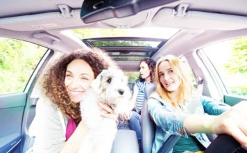 Mit Hund im Auto unterwegs
