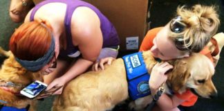 Therapiehunde helfen nach Massaker