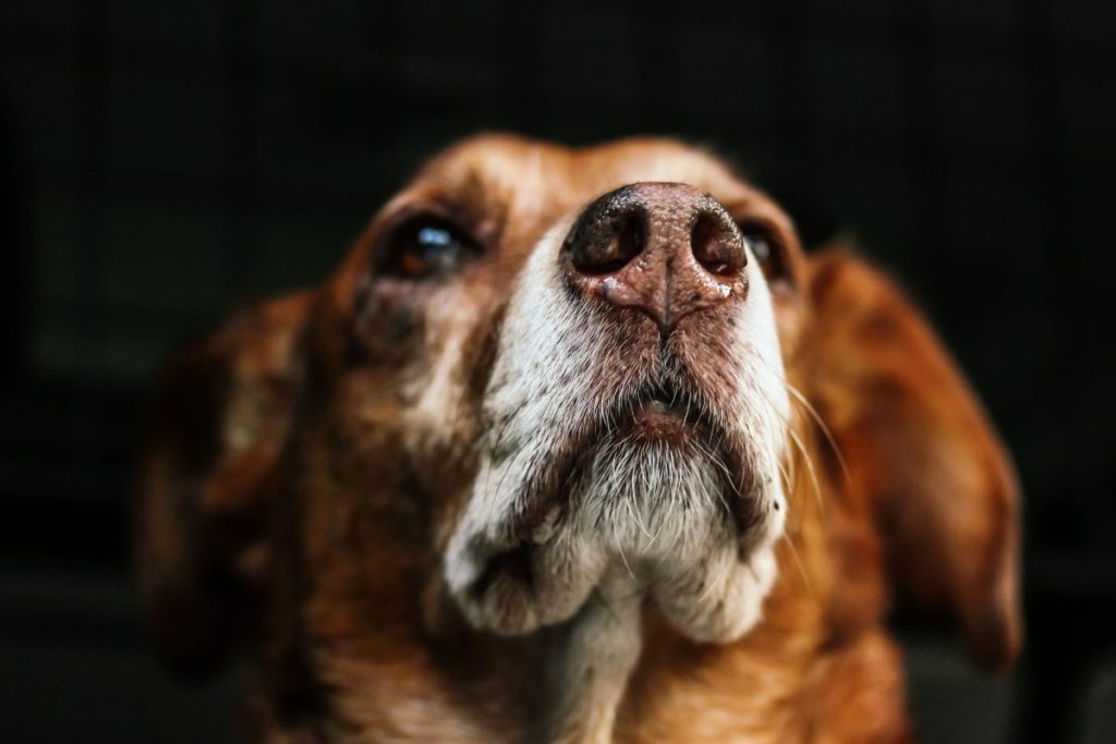 Die Rechte des Hundes