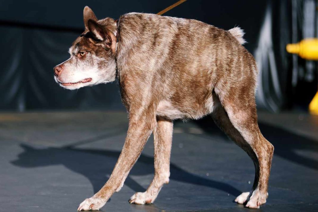 SweePee Rambo gewinnt Wettbewerb zum hässlichsten Hund der Welt urban.dog