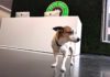 Pets Deli am Arbeitsplatz mit Hund