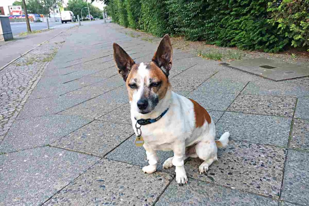 wie lange verdaut ein hund trockenfutter