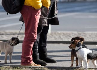 Neues Gesetz: Leinenpflicht. Hunde müssen an die Leine