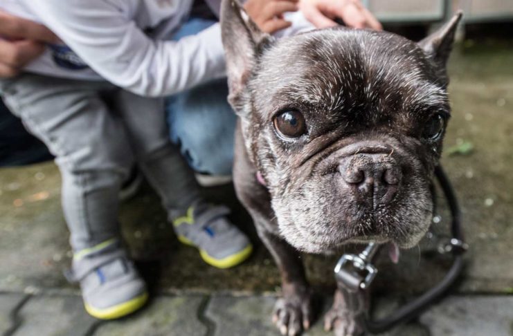 Wenn Bulldogge Alice Cooper die Hundepension am Flughafen bucht