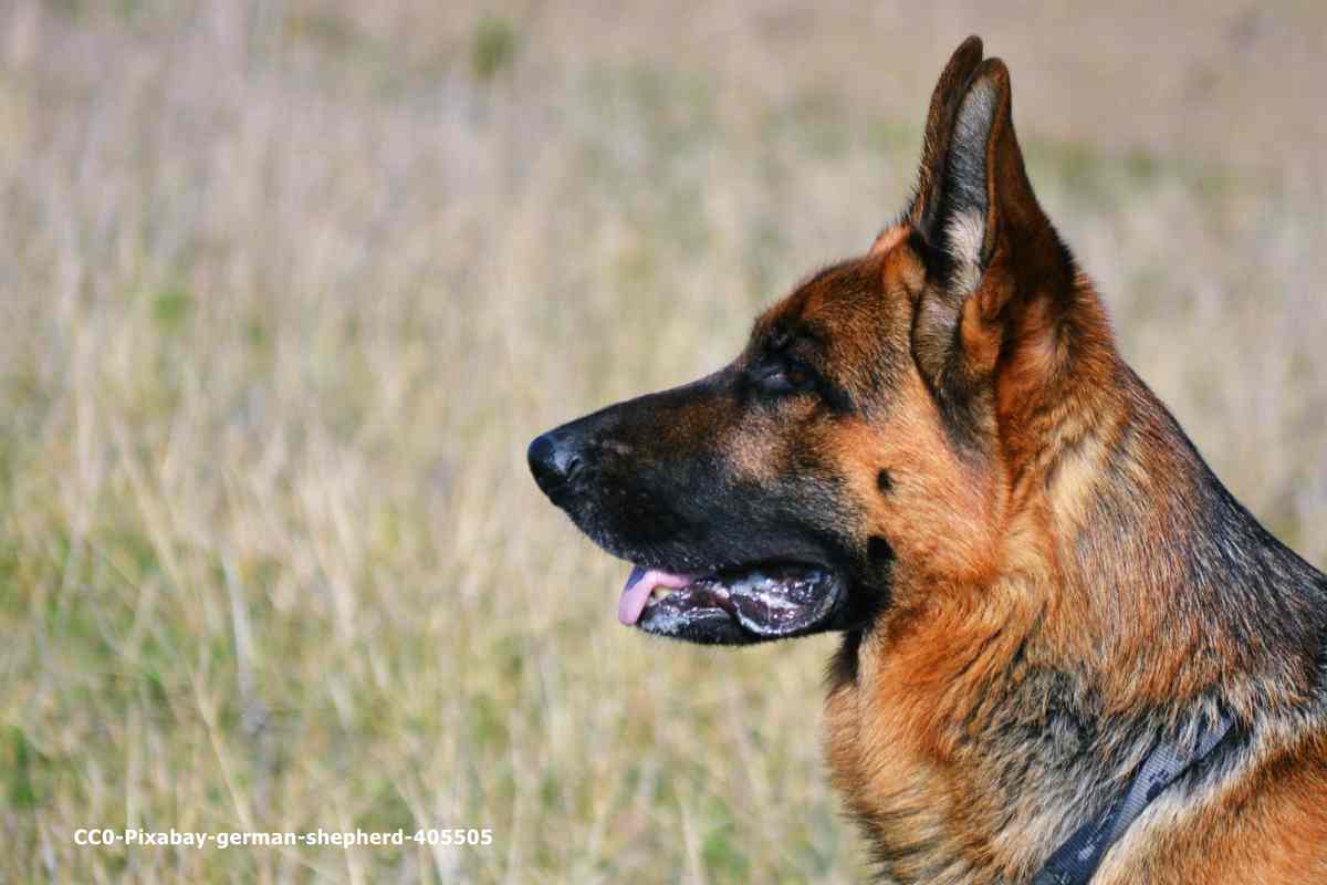 Deutscher Schäferhund: ein wachsamer Begleiter und Hüter - Santevet.de