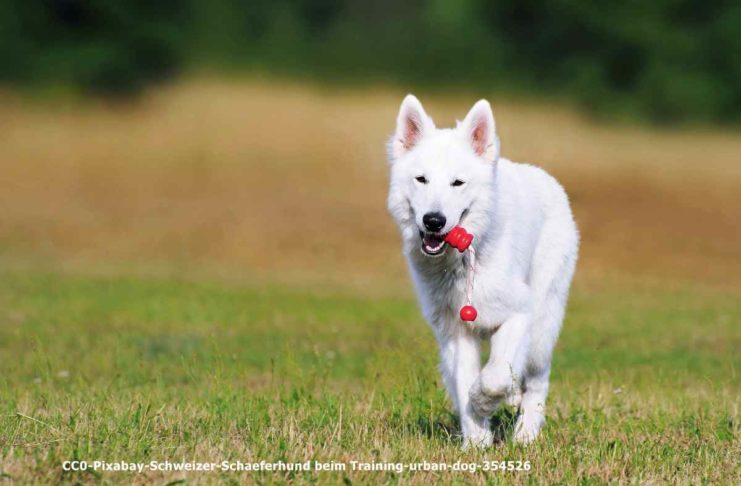 CC0-Pixabay-Schweizer-Schaeferhund beim Training-urban-dog-354526