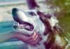 CC0-Pixabay-Stress? Ach Quatsch, ich hab doch einen Hund!-urban-dog