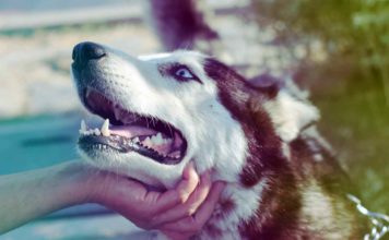 CC0-Pixabay-Stress? Ach Quatsch, ich hab doch einen Hund!-urban-dog