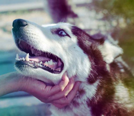 CC0-Pixabay-Stress? Ach Quatsch, ich hab doch einen Hund!-urban-dog