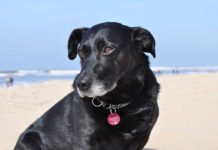 Urlaub mit Hund in Dänemark