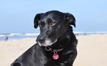 Urlaub mit Hund in Dänemark