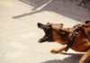 Hundebegegnungen an der Hundeleine
