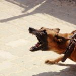 Hundebegegnungen an der Hundeleine
