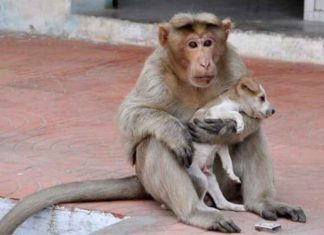 Affe adoptiert Hundewelpe