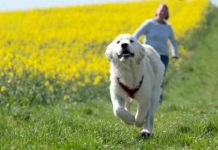 Hundehaufen auf Feldern - von der Tretmine zum Sprengstoff