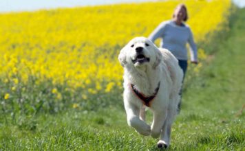 Hundehaufen auf Feldern - von der Tretmine zum Sprengstoff