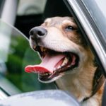 Lebendige Ladung - Wie Tiere sicher im Auto mitfahren