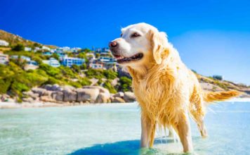 Reiseapotheke für den Hund