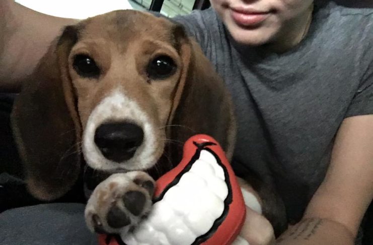 Miley Cyrus adoptiert Laborbeagle aus Tierversuchslabor