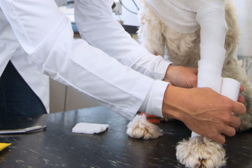 Wundversorgung beim Hund