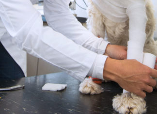 Wundversorgung beim Hund