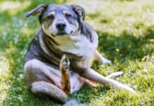Flöhe: Was du zum Flohbefall beim Hund wissen solltest