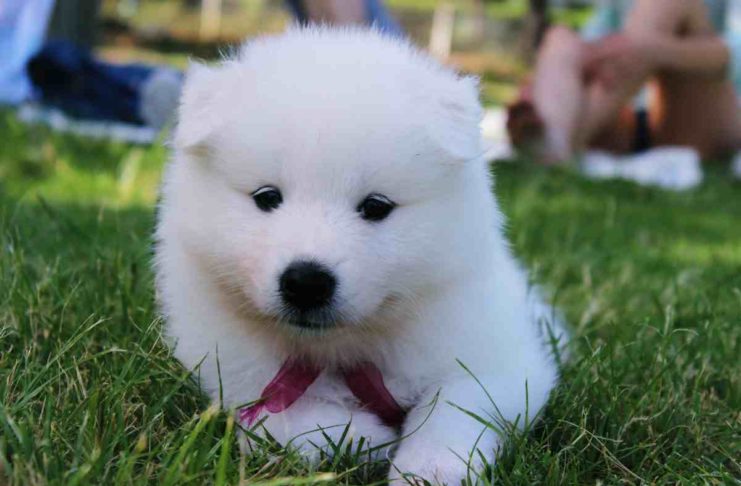 Hundeschmuggler verkauft Welpen aus dem Kofferraum