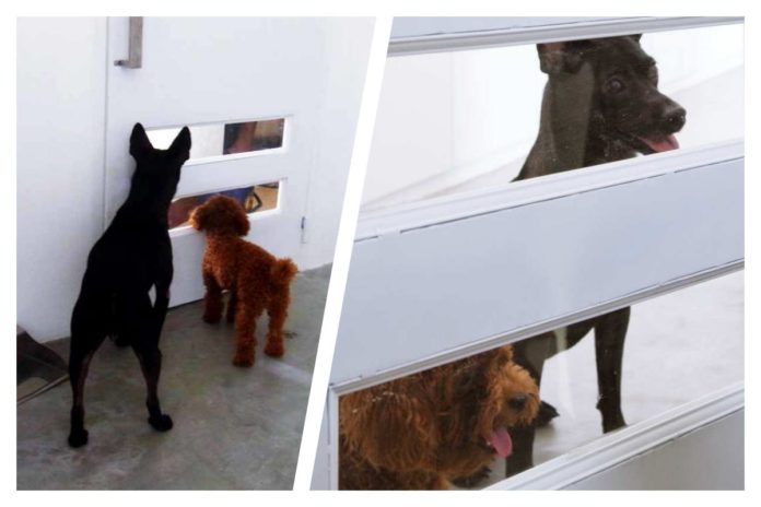 Hundehütte war gestern: Designer Joe Chikamori baut Hundetreppe