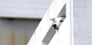 Paar lässt Hund auf Balkon und fährt in Urlaub