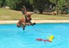 5 Urlaubsländer mit dem besten Angebot für Hundehalter