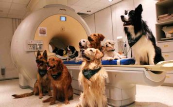 Hunde verstehen Sprache: So lobt man Hunde richtig!