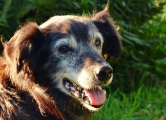 Alter Hund mit Arthrose