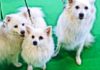 Hundstage im Januar - Erlebniswelt Heimtiere auf der Grünen Woche